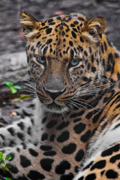 Chef för en Leopard (Fjärran Östern Leopard) Närbild, en uppmärksam l — Stockfoto