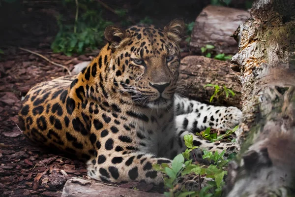 Leopardo (leopardo del Lejano Oriente) yace imponente en el crepúsculo —  Fotos de Stock