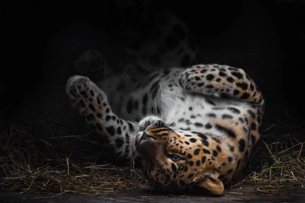 Leopard imposingly rolls on vacation. The Far Eastern leopard li — Stock Photo, Image