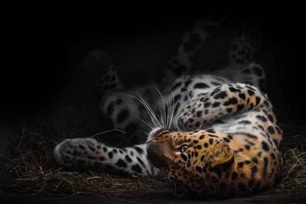 Léopard roule imposamment en vacances. Le léopard d'Extrême-Orient li — Photo
