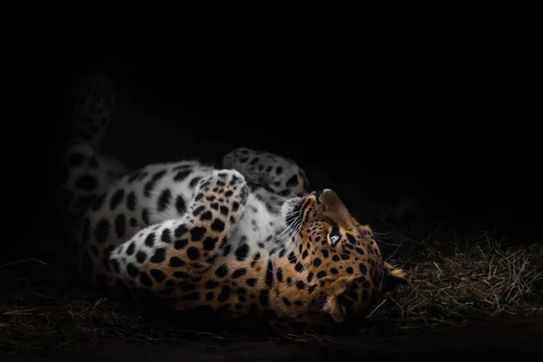 The imposing leopard lies on its back stylishly in the dark. Bea — Stock Photo, Image
