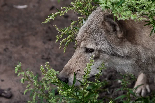 Hoofd (snuit) peeps uit close-up. She-Wolf (vrouwelijke wolf) tegen — Stockfoto