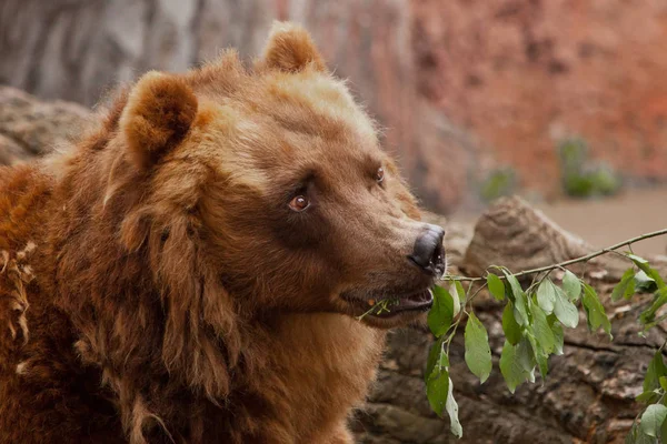 Милый красивый пушистый медведь (женщина) ест зеленые листья, милые глаза — стоковое фото