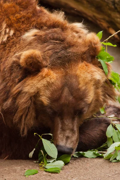 Nagy barna medve pihen (alszik) a békés álom egy nagy kell — Stock Fotó