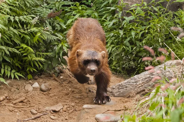 ウルヴァリンの攻撃ウルヴァリンはすぐに飛び出す(走り出す) — ストック写真