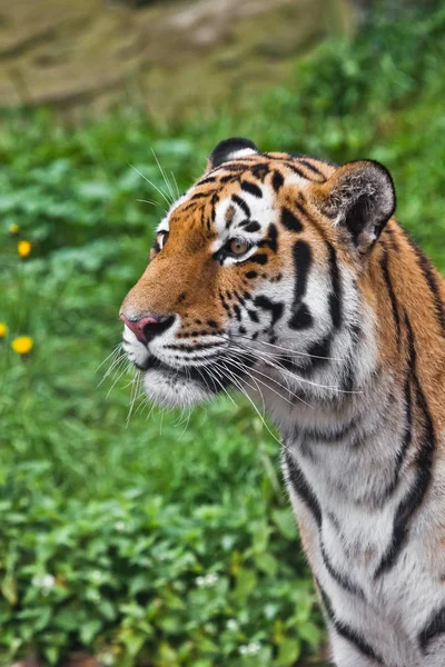 Tiger face close-up in profile a huge red face of a predatory be — Stock Photo, Image