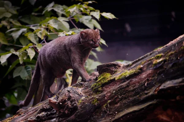 American jaguarundi cat on a background of foliage is walking on