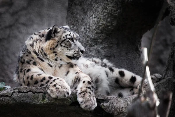 Chic pos a un look dominante. Potente gato depredador de la nieve leopardo — Foto de Stock