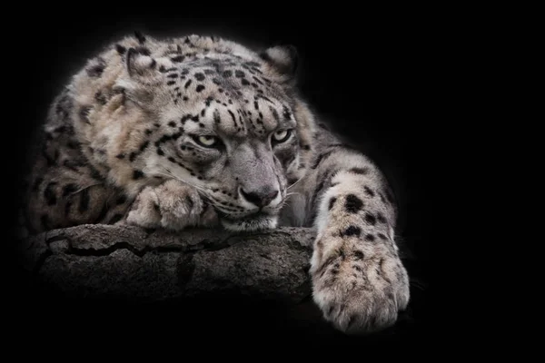 Düşünceli bir şekilde yalan söylemek, bakmak. Güçlü yırtıcı kedi kar leopar — Stok fotoğraf