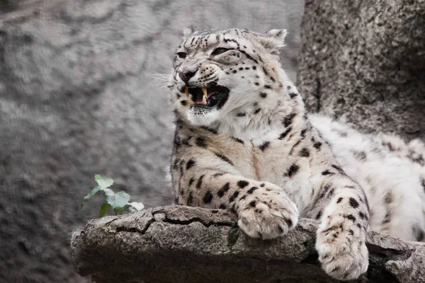 Rugido mal irritado, dentes. O leopardo de neve predatório poderoso do gato senta — Fotografia de Stock