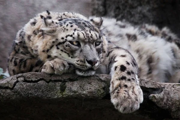 Liegen zorgvuldig, kijken. Krachtige roofzuchtige kat Snow leopar — Stockfoto