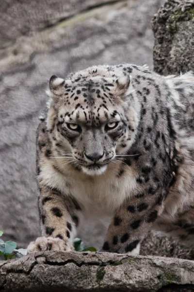 Leopard mira cara completa., La bestia es un primer plano. Poderoso pred — Foto de Stock