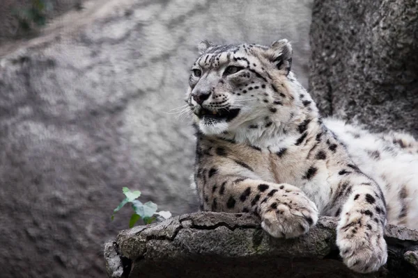 Potente gato depredador gato snow leopardo se sienta en un primer plano de roca. — Foto de Stock