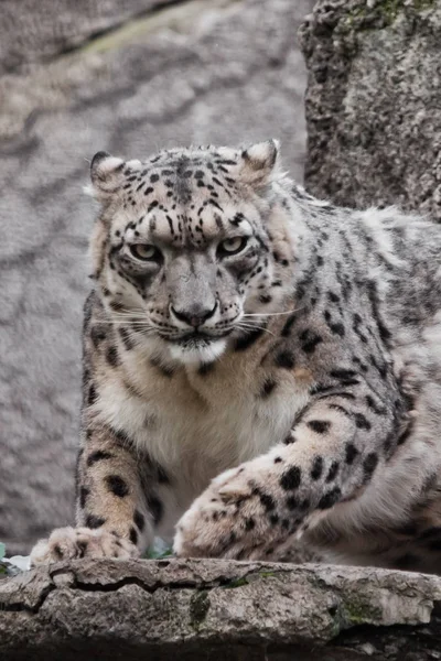 Leopard wyglądają pełną twarz., bestia jest bliska. Potężny pred — Zdjęcie stockowe