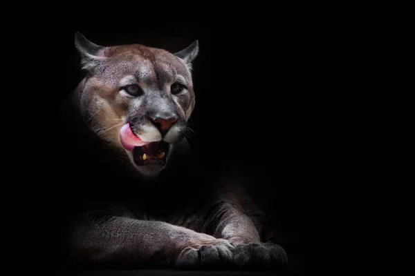 A female cougar (puma) peeps out of the darkness and greedily pr — Stock Photo, Image
