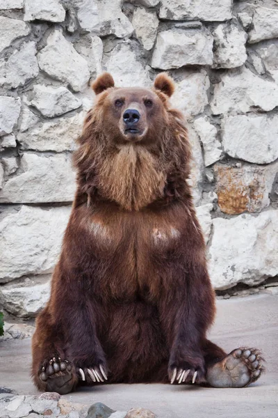 Urso marrom poderoso. assento de encontro a uma parede de pedra — Fotografia de Stock