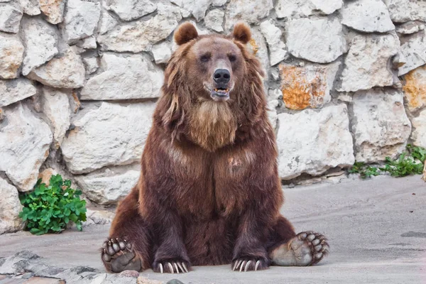 Leistungsstarker Braunbär. sitzen deiner Steinmauer — Stockfoto