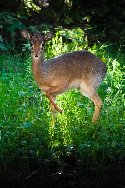 In the emerald grass Kirk\'s dik-dik  is a small antelope native