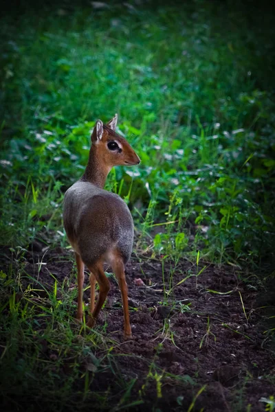 In the emerald grass Kirk\'s dik-dik  is a small antelope native