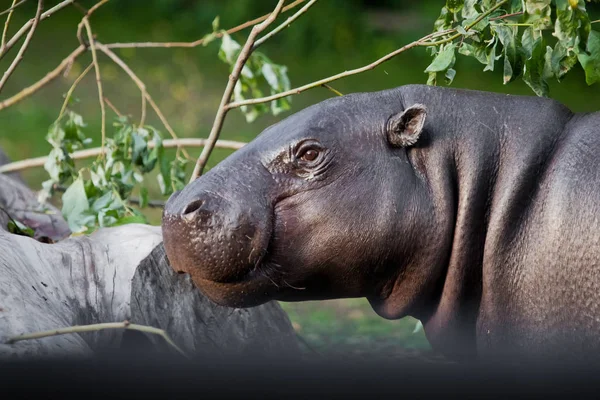 Cute hippo muzzle close-up, eyes on a background of greenery. py — Stock Photo, Image