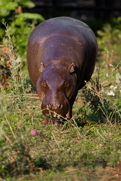 Grande gordura, mas bonita na grama. hipopótamo pigmeu (Hippopotamus) é — Fotografia de Stock