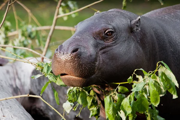 Cute hippo muzzle close-up, eyes on a background of greenery. py — Stock Photo, Image