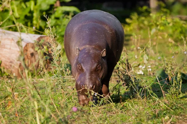 Gran gorda pero bonita en la hierba. hipopótamo pigmeo (hippopotamus) es —  Fotos de Stock