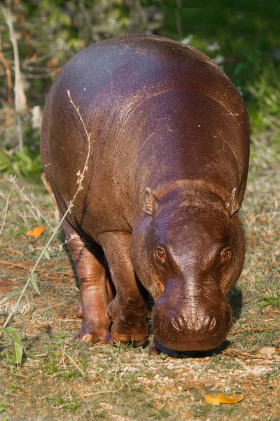 Gran gorda pero bonita en la hierba. hipopótamo pigmeo (hippopotamus) es — Foto de Stock