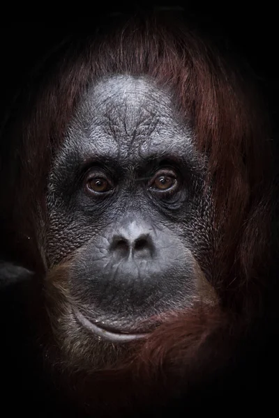 Flegmatica faccia triste orangutan — Foto Stock