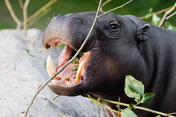 Cute hippo muzzle close-up, eyes on a background of greenery. py Royalty Free Stock Photos