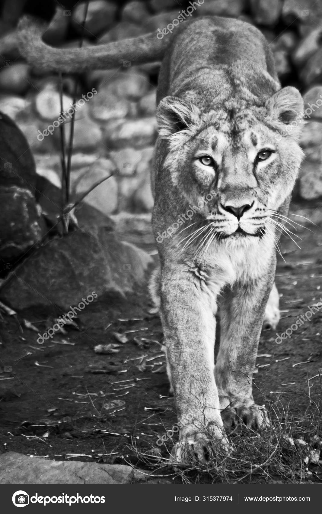 Львица Фото Черно Белое