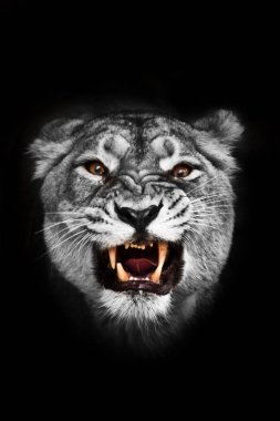 Canavarın öfkesi (dişi aslan), ağarmış gözler ve ağız.