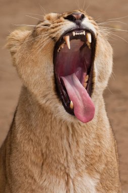  Dişi aslan, sivri dişli kırmızı ağzıyla esniyor.