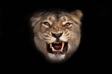 Kadının öfkesi (dişi aslan) aslanın öfkesidir, şeytani bakışları vardır.