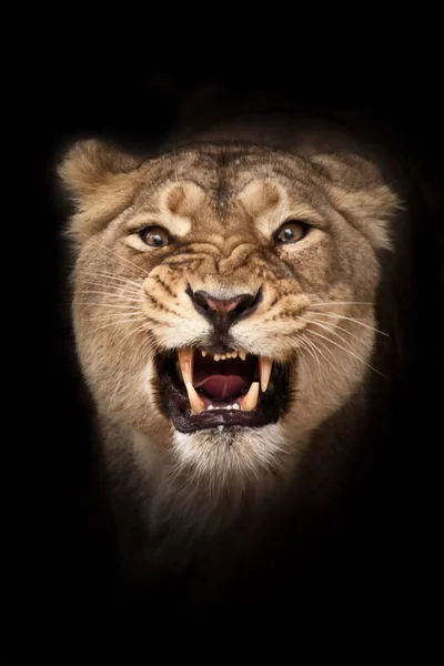 woman\'s rage (woman\'s anger)  lioness is furious, evil eyes look
