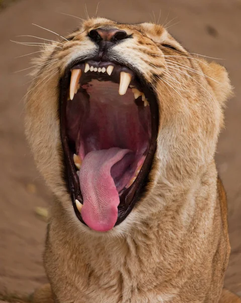 lioness opened wide the fanged red bottomless gluttonous red jaw