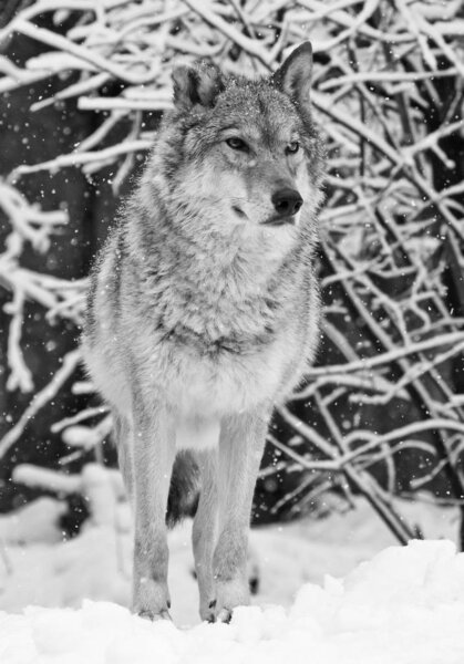 The wolf (female wolf) beautifully and proudly stands and looks forward in the snowy winter forest, a powerful predator black and white photo