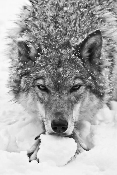 Portrait of a wolf (female wolf) close-up of the head of the beast with a severe look of stern eyes, a powerful predatory animal lying on the snow. black and white photo