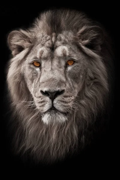 Erős és magabiztos sörényes hím oroszlán sárga (borostyán) szemmel — Stock Fotó