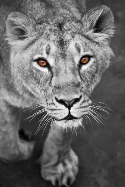 A leoa olha para ti, o rosto do Livitz e o olhar. b) — Fotografia de Stock