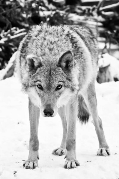 A wolf looks directly at you with its head down a wolf's gaze; a wheel from a peasant cart lies in the snow next to it. Around white snow and cold. black and white photo,