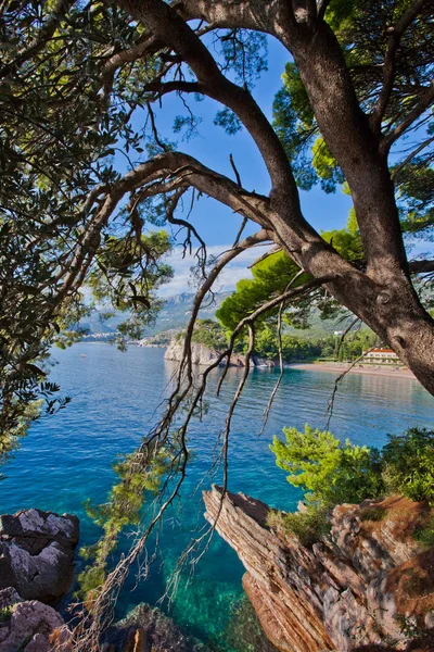 Parque - ramas de árboles y un hermoso mar azul. Montenegro, Sveti — Foto de Stock