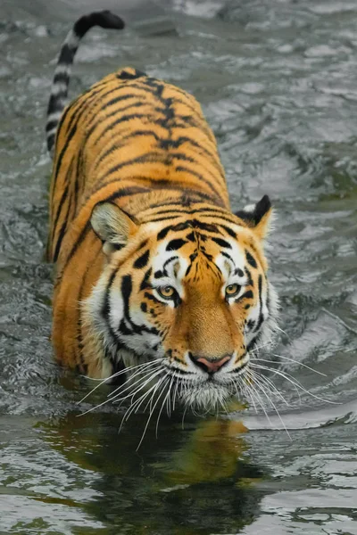 Besta vermelha em preto water.young tigre com expressivos olhos caminha — Fotografia de Stock