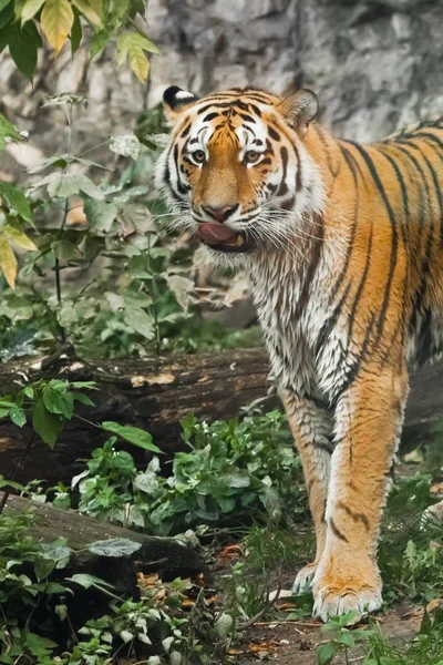 Tiger against a background of greenery will smudge and lick a r — Stock Photo, Image