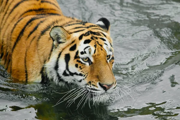 Cabeça de tigre em água escura. Jovem tigre com olhos expressivos andar — Fotografia de Stock