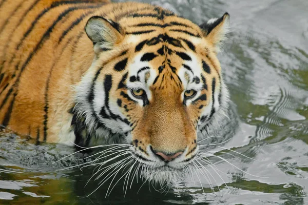 Cabeça de tigre poderosa e dura. Jovem tigre com olhos expressivos wal — Fotografia de Stock