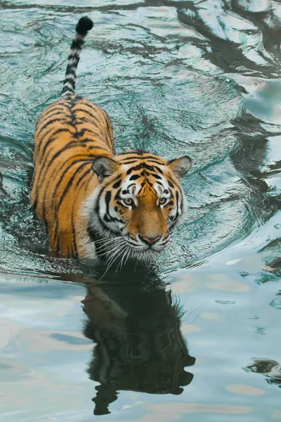 A wary look, readiness for a jump in blue water.young  tiger wit