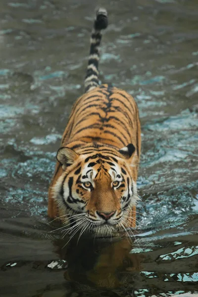 Encaixa a água com um olhar calmo e expressivo. tigre jovem com e — Fotografia de Stock