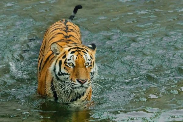 Caminhando calmamente, olhar orgulhoso. jovem tigre com olhos expressivos wa — Fotografia de Stock