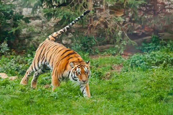 Tigre en verde, cola sobresaliendo. Tigre joven salta hábilmente en g — Foto de Stock